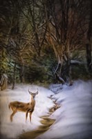 Buck At Snowy Creek Fine Art Print