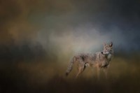 Coyote At Shiloh Fine Art Print