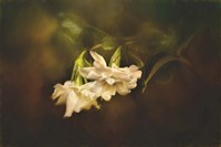 Gardenia In The Garden Fine Art Print