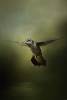 Hummingbird Over Water Fine Art Print