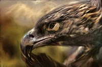 Preening Fine Art Print