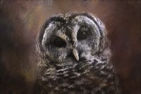 The Curious Owl Fine Art Print