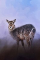 Waterbuck In Winter Fine Art Print