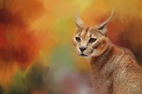 Caracal In Autumn Fine Art Print