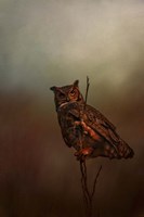 Owl In The Marsh Fine Art Print