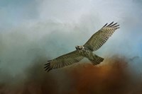 Red Shoulder In Autumn Fine Art Print