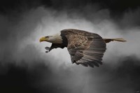 Stormy Sky Flight Fine Art Print
