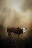 The Lone Calf Fine Art Print