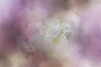White Peony 2 Fine Art Print