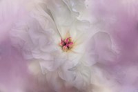 White Peony 4 Fine Art Print