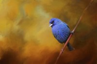 Blue Bunting In Autumn Fine Art Print