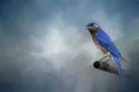 Bluebird On Patrol Fine Art Print