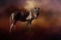 Chickasaw Pony In Autumn Fine Art Print