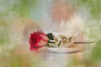 Christmas Rose Fine Art Print