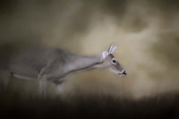 Hesitation Fine Art Print