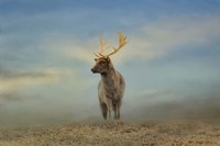 Taking  In The View Fine Art Print