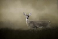 Young and Alert Fine Art Print