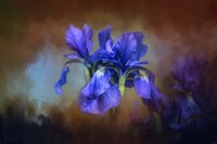 Blue Iris Blooms Fine Art Print