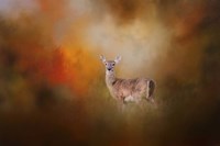 Illuminated By The Autumn Light Fine Art Print