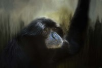 Resting Siamang Ape Fine Art Print