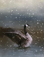 Snowy Swim Fine Art Print