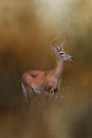 Buck In The Woods Fine Art Print