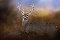 Let The Season Begin Fine Art Print