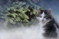 Lets Decorate Fine Art Print