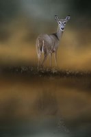 Sunrise At The Pond Fine Art Print