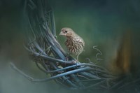 A Little Brown Bird On A Little Blue Wreath Fine Art Print