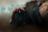 American Bison After The Storm Fine Art Print
