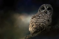 Barred Owl On A Winter Night Fine Art Print