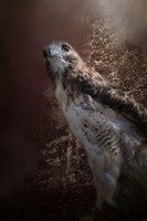 Chickasaw Redtail Fine Art Print