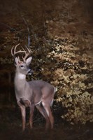 Edge Of The Woods Fine Art Print