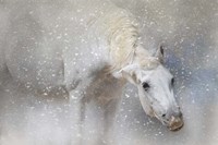 Snow Tickle Fine Art Print