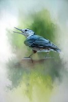 Summer Nuthatch Fine Art Print