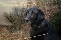 Waiting For The Word Fine Art Print