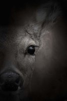 Watching Fine Art Print