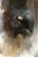 Winter Eagle 2 Fine Art Print