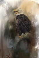 Winter Eagle 3 Fine Art Print