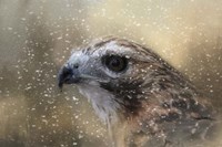 Winter Redtail Fine Art Print