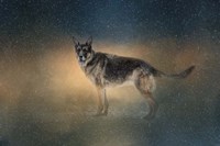 Winter Shepherd Fine Art Print