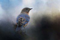 Blue Winter Visitor Fine Art Print