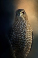 Coopers Hawk At Sunset Fine Art Print
