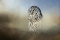 Daydreaming Fine Art Print