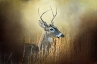 Doe Chasing Fine Art Print