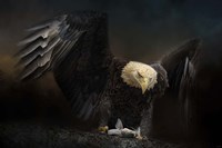 Fresh Catch Fine Art Print