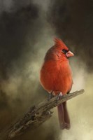 In The January Sun Fine Art Print