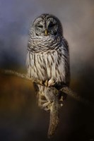 Last Catch Of The Day Fine Art Print