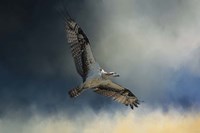 Winter Osprey Fine Art Print